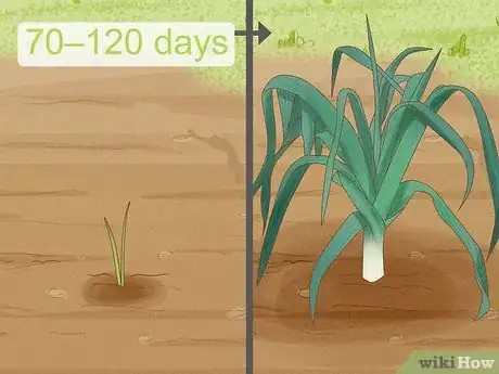 Image titled Harvest Leeks Step 4