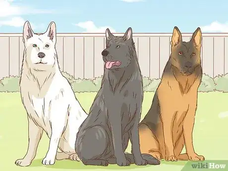 Image titled Identify a German Shepherd Step 3