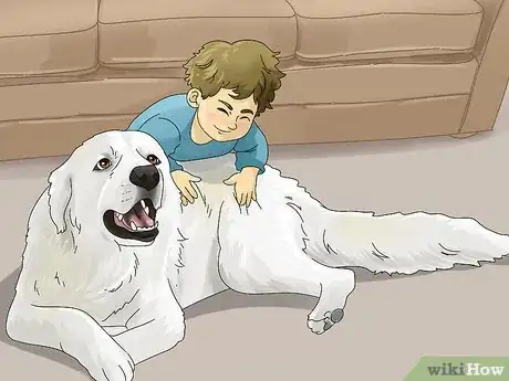 Image titled Identify a Great Pyrenees Step 13