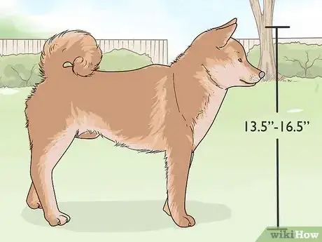 Image titled Identify a Shiba Inu Step 1