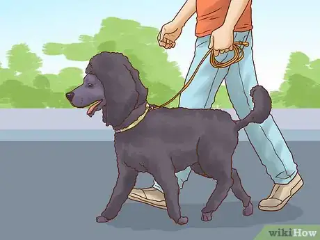 Image titled Care for a Poodle Step 6