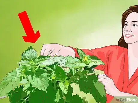 Image titled Avoid Gnat Bites Step 13