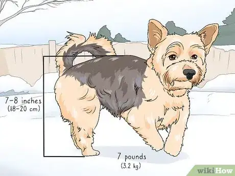 Image titled Identify a Yorkshire Terrier Step 1