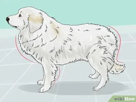 Image titled Identify a Great Pyrenees Step 11