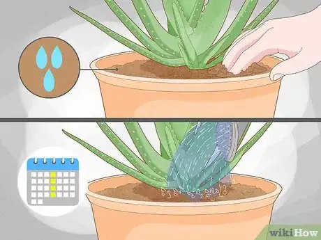 Image titled Why Does Your Aloe Plant Not Stand Up Step 1