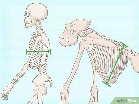 Image titled Identify Human Bones Step 7