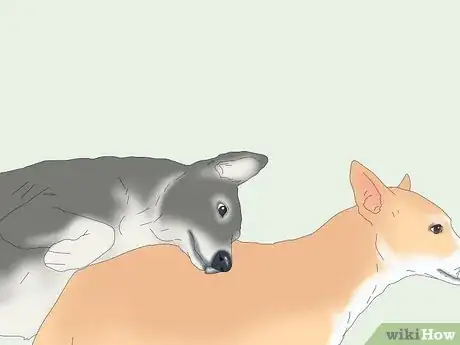 Image titled Get Dogs to Mate Step 11