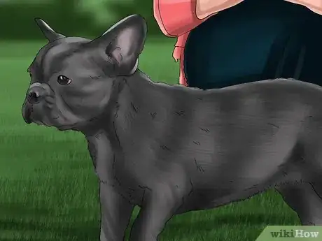 Image titled Breed French Bulldogs Step 12