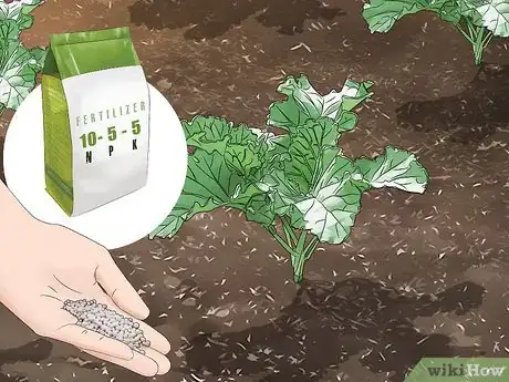 Image titled Grow Collard Greens Step 11