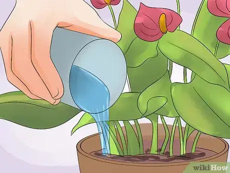 Image titled Grow Anthurium Plants Step 5