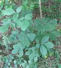 Prevent Getting Poison Ivy or Poison Oak