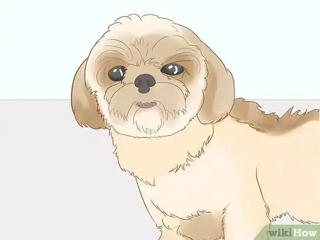 Image titled Identify a Shih Tzu Step 13