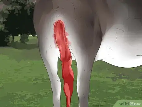 Image titled Tell if a Cow or Heifer Is About to Give Birth Step 14