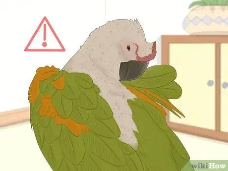 Image titled Feed a Conure Step 11
