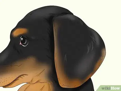 Image titled Identify a Dachshund Step 2