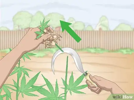 Image titled Grow Hemp Step 11