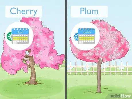 Image titled Tell the Difference Between Plum Blossoms and Cherry Blossoms Step 8