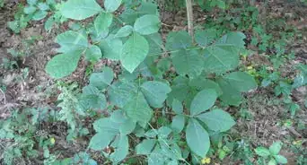 Prevent Getting Poison Ivy or Poison Oak