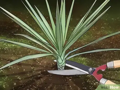 Image titled Kill Yucca Plants Step 1