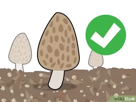 Image titled Grow Morel Mushrooms Step 7