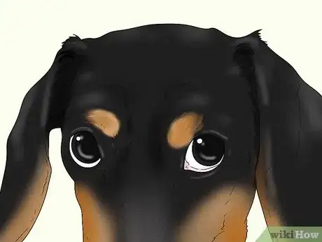 Image titled Identify a Dachshund Step 3