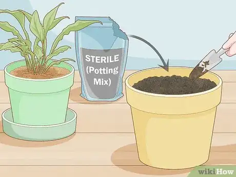 Image titled Get Rid of Gnats in Houseplants Step 15