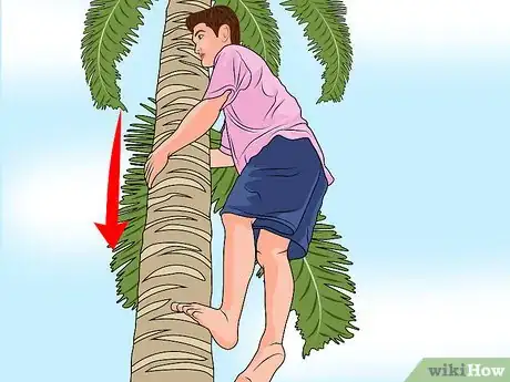 Image titled Climb a Palm Tree Step 6