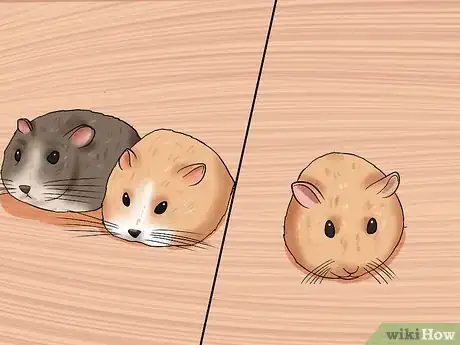 Image titled Learn When to Separate Hamsters Step 6