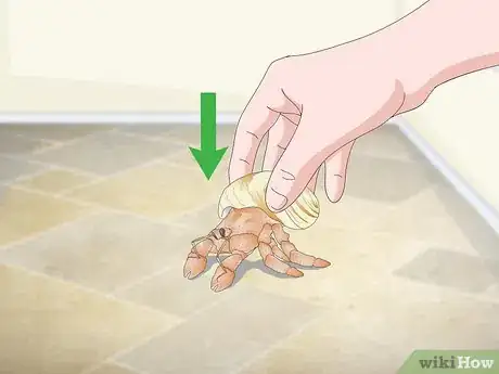 Image titled Play With Your Hermit Crab Step 11