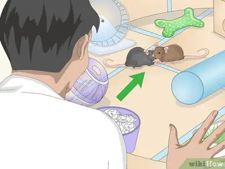 Image titled Build a Safe Playground for Your Pet Rats Step 12