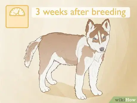 Image titled Breed Husky Dogs Step 9