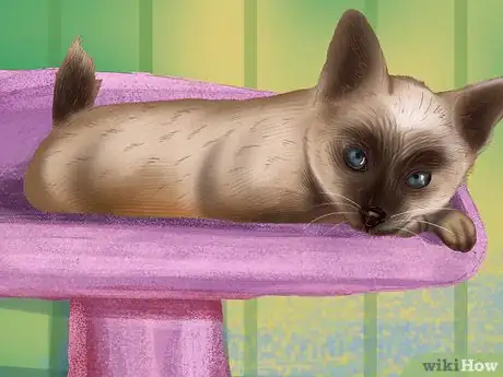 Image titled Care for a Siamese Cat Step 6