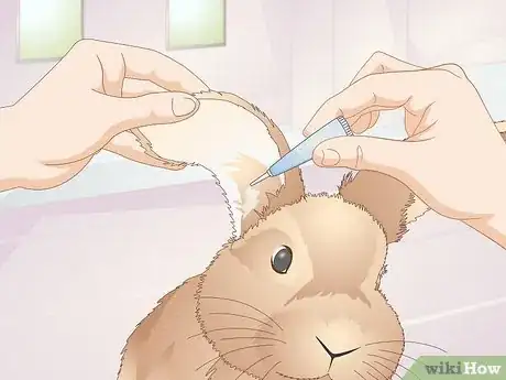 Image titled Prevent Ear Mites in Rabbits Step 9