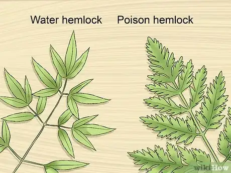 Image titled Protect Your Dog from Poison Hemlock Step 4