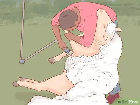 Image titled Shear a Sheep Step 11