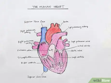 Image titled Draw the Internal Structure of the Heart Step 17