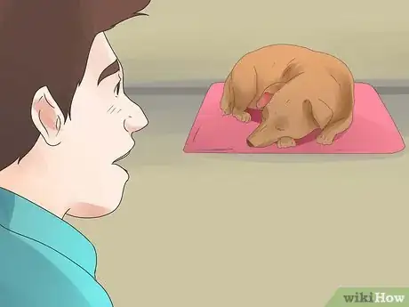 Image titled Tell if Your Dog Is Deaf Step 5