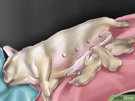 Image titled Breed French Bulldogs Step 10