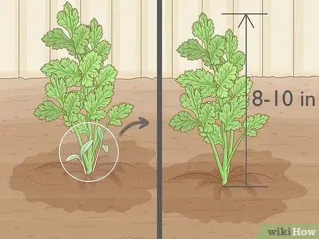 Image titled Grow Parsley Step 13