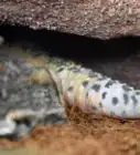 Care for a Leopard Gecko