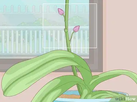 Image titled Get Orchids to Rebloom Step 12