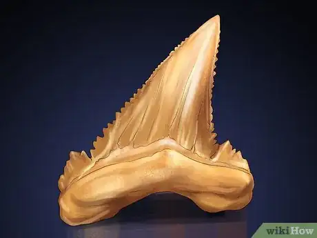 Image titled Identify Shark Teeth Step 4