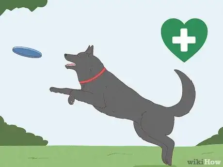 Image titled Perform Pre‐Breeding Health Checks for Dogs Step 11