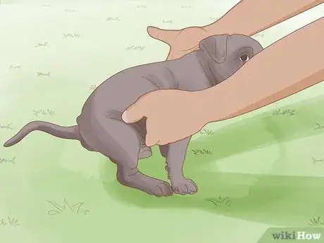 Image titled Make a Puppy Poop Step 4