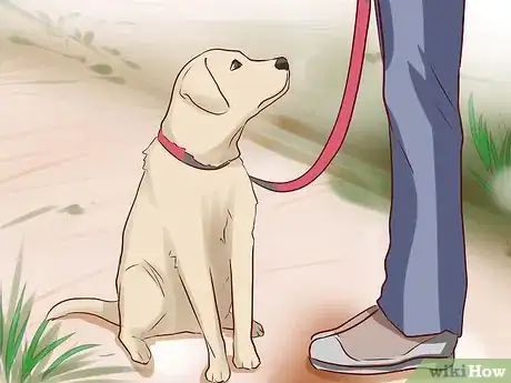 Image titled Tell Your Dog No Step 6