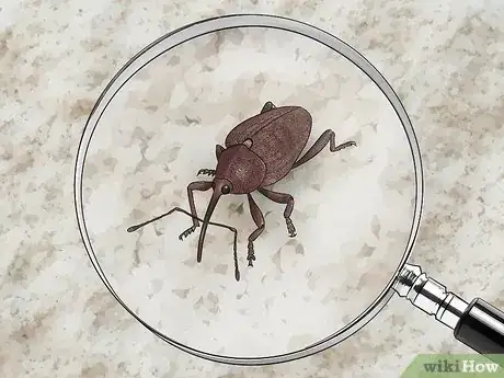 Image titled Identify Beetles Step 20