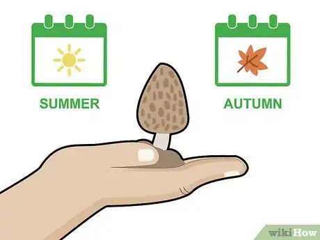 Image titled Grow Morel Mushrooms Step 2