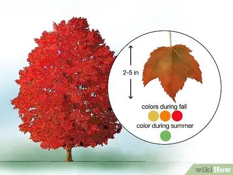 Image titled Identify Common Species of Maple Trees Step 14