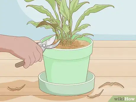 Image titled Get Rid of Gnats in Houseplants Step 12