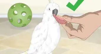 Bond with a Cockatoo